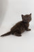 Richman | British Shorthair Kitten