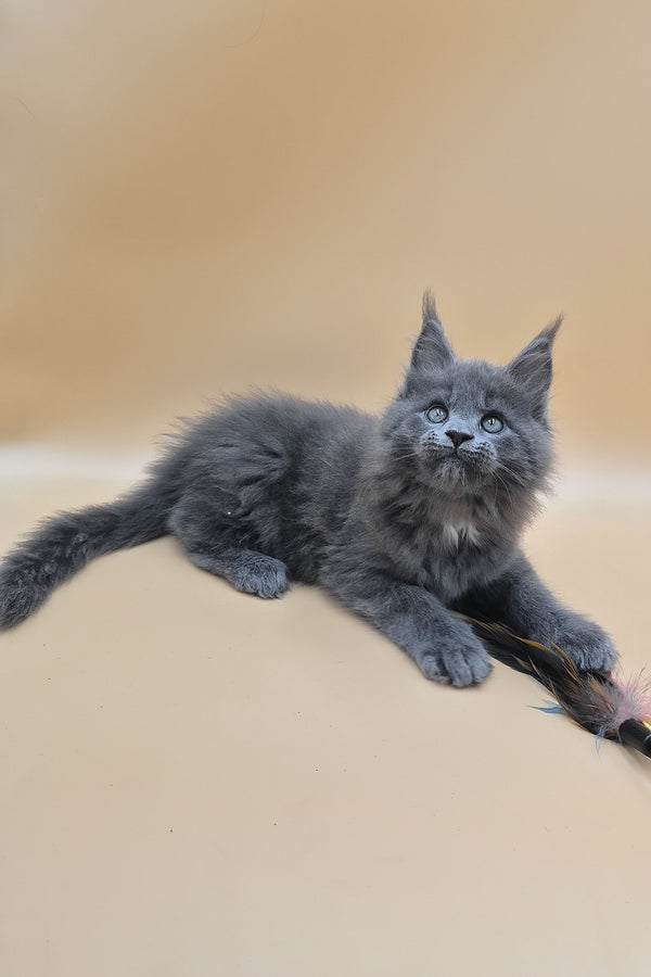 Rocket | Maine Coon Kitten