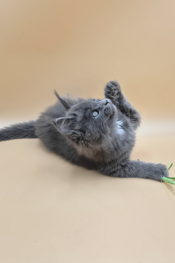 Rocket | Maine Coon Kitten