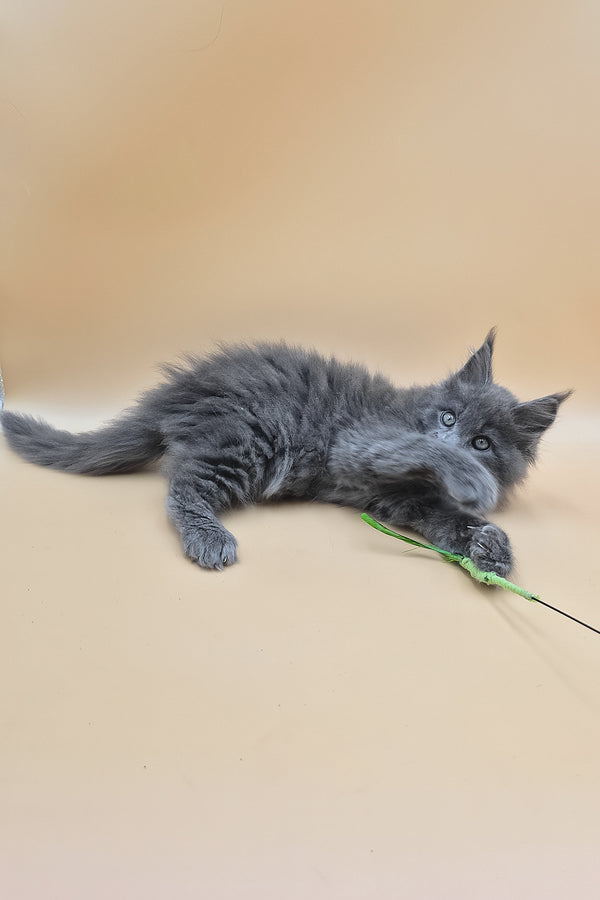 Rocket | Maine Coon Kitten