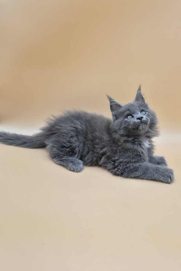 Rocket | Maine Coon Kitten