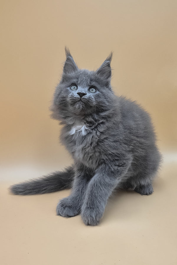 Rocket | Maine Coon Kitten