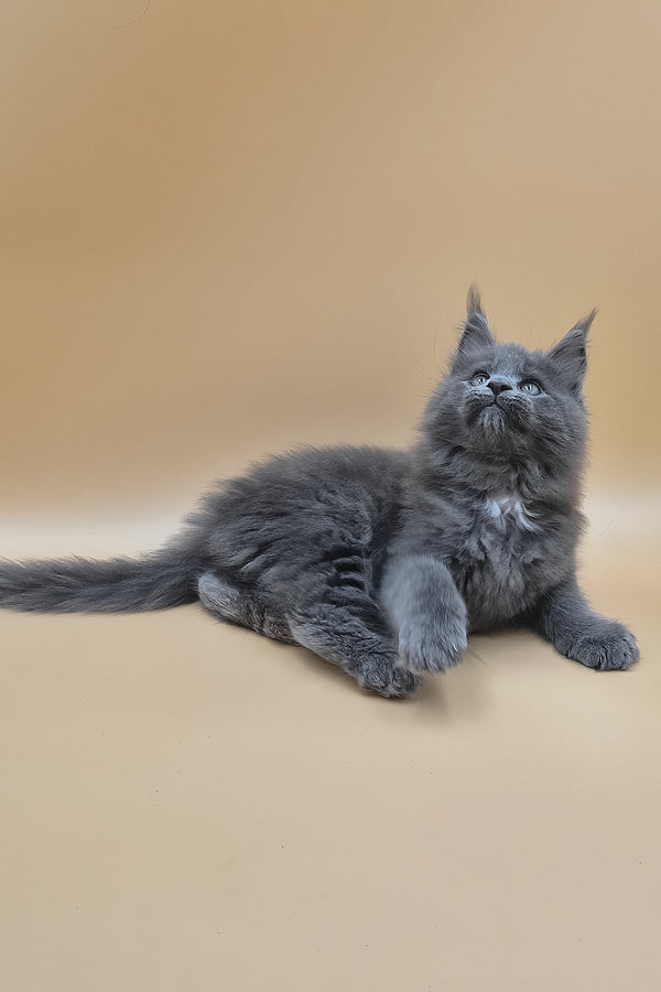 Rocket | Maine Coon Kitten