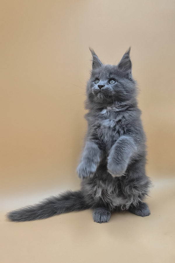Rocket | Maine Coon Kitten