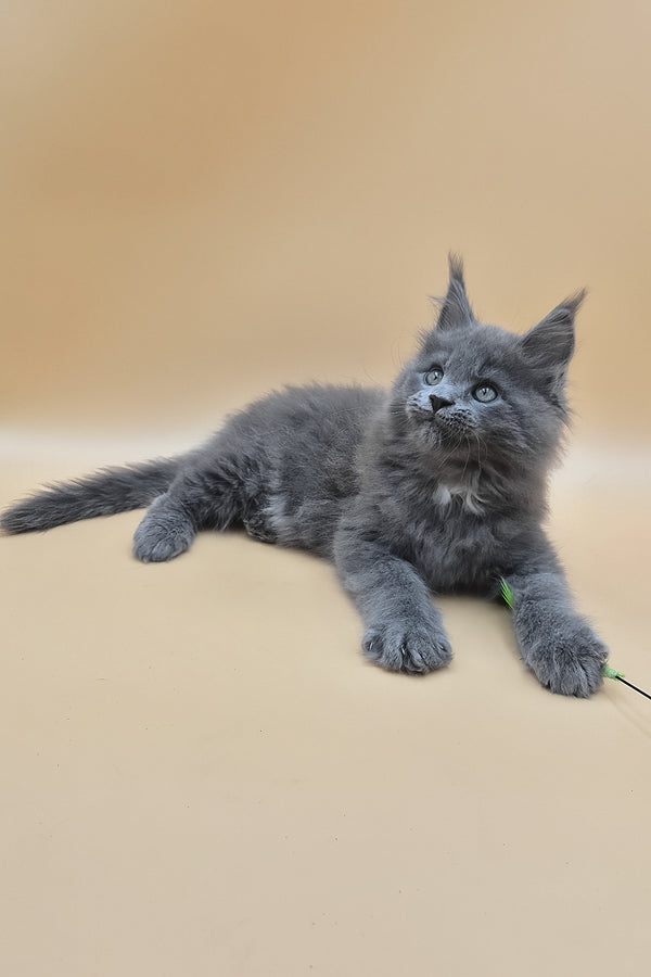 Rocket | Maine Coon Kitten