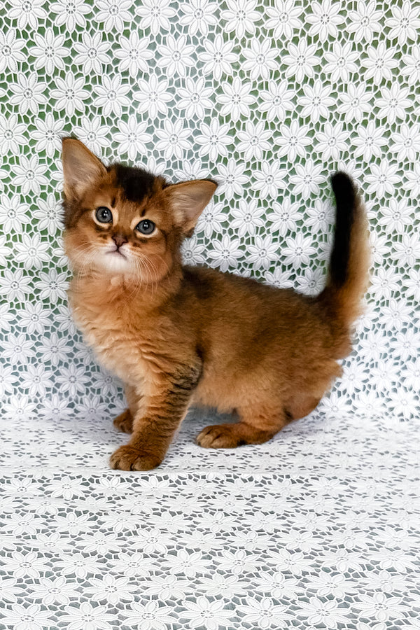 Roger | Somali Kitten