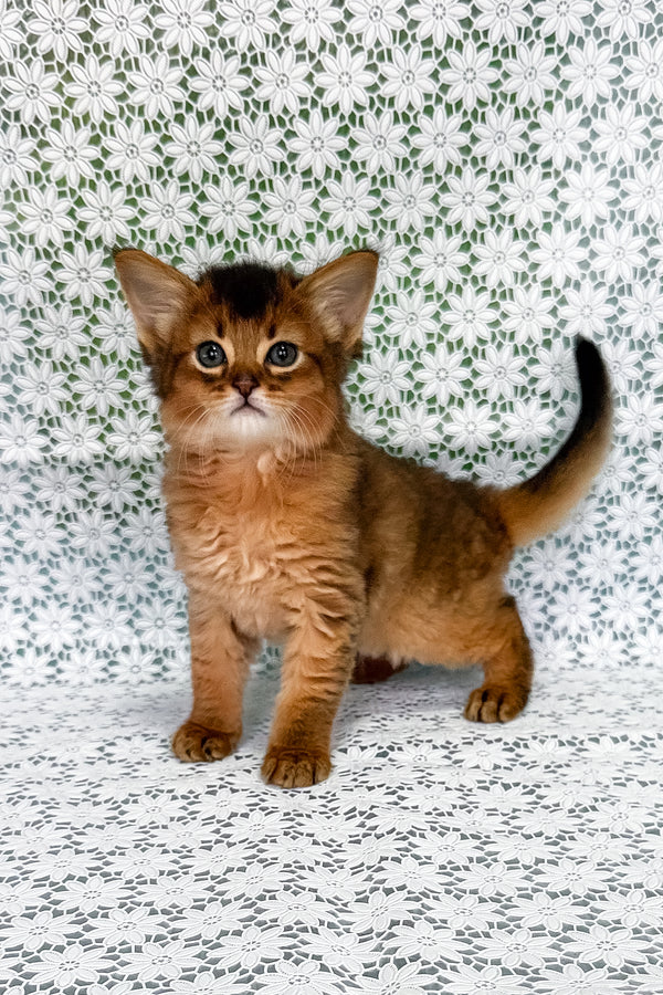 Roger | Somali Kitten