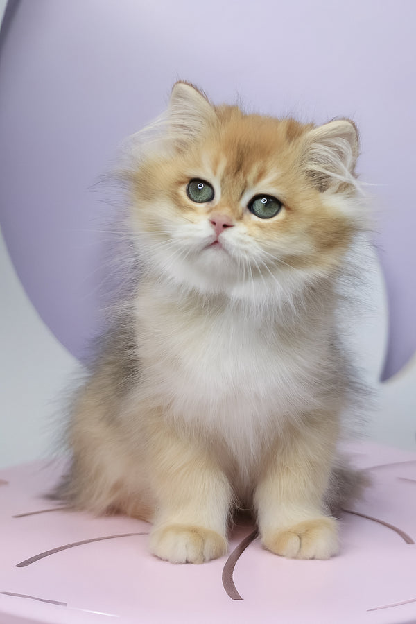 Rolex | British Longhair Kitten