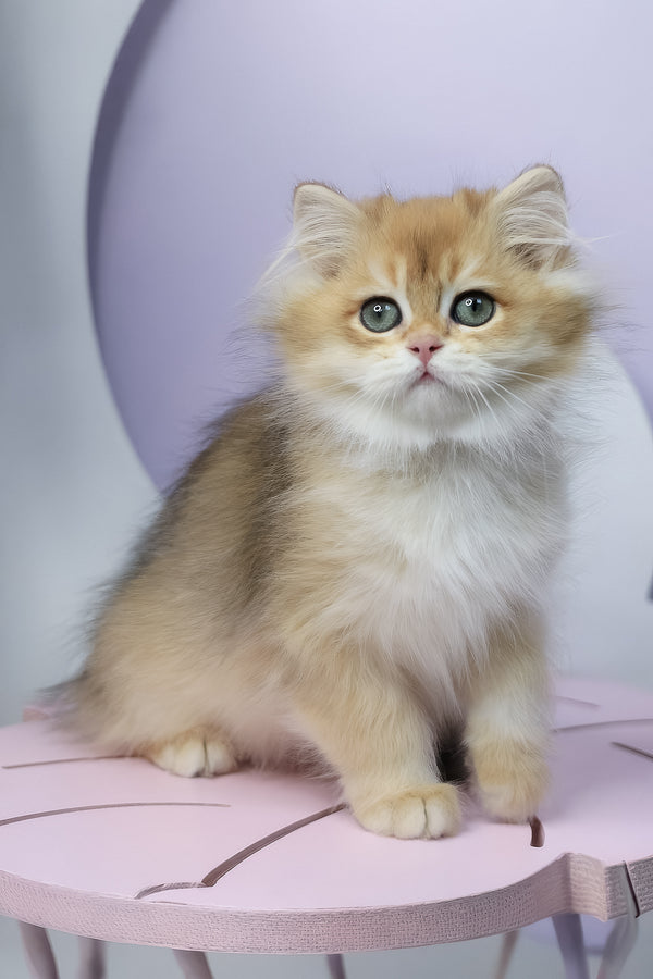 Rolex | British Longhair Kitten