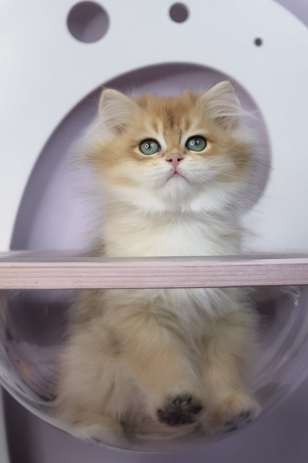Rolex | British Longhair Kitten