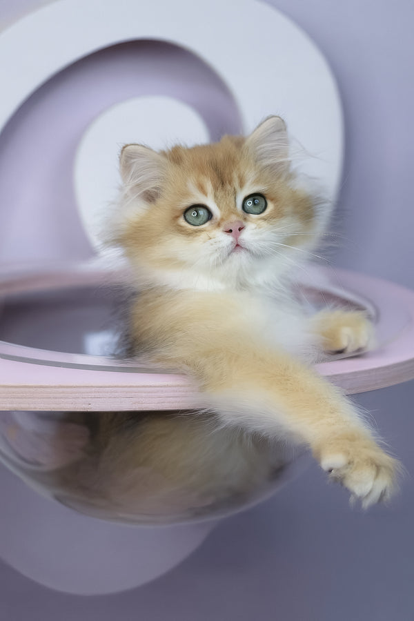Rolex | British Longhair Kitten