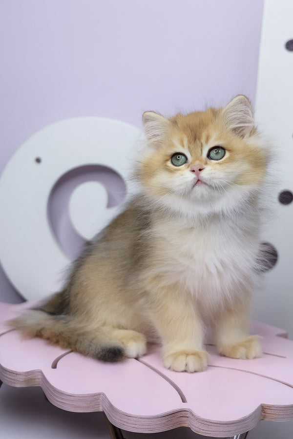 Rolex | British Longhair Kitten