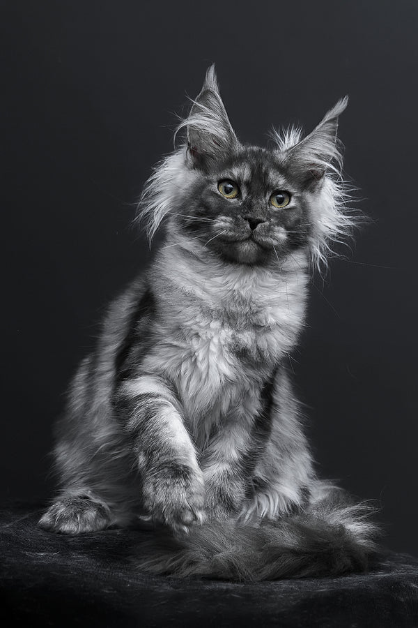 Sabrina | Maine Coon Kitten