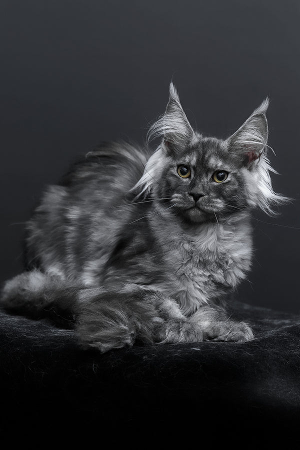 Sabrina | Maine Coon Kitten