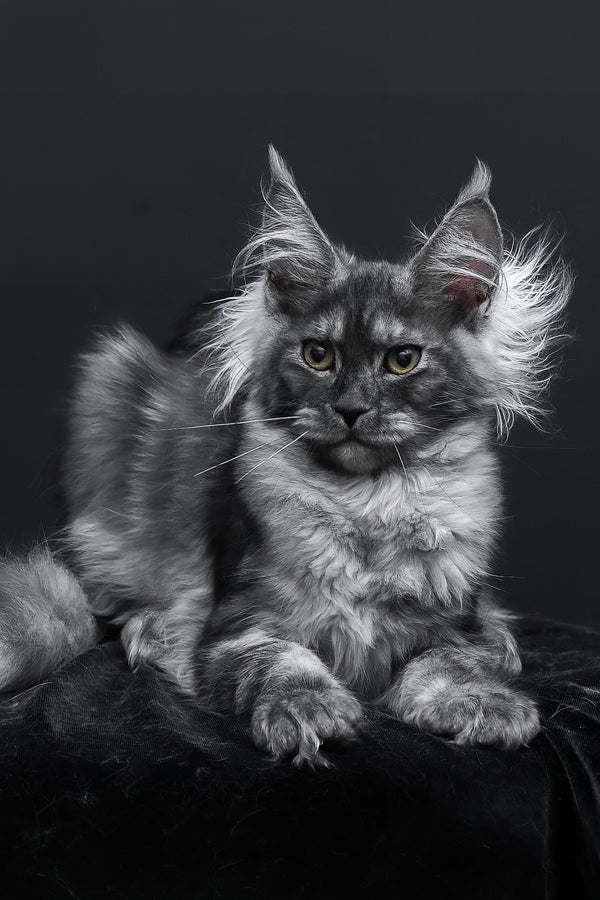 Sabrina | Maine Coon Kitten