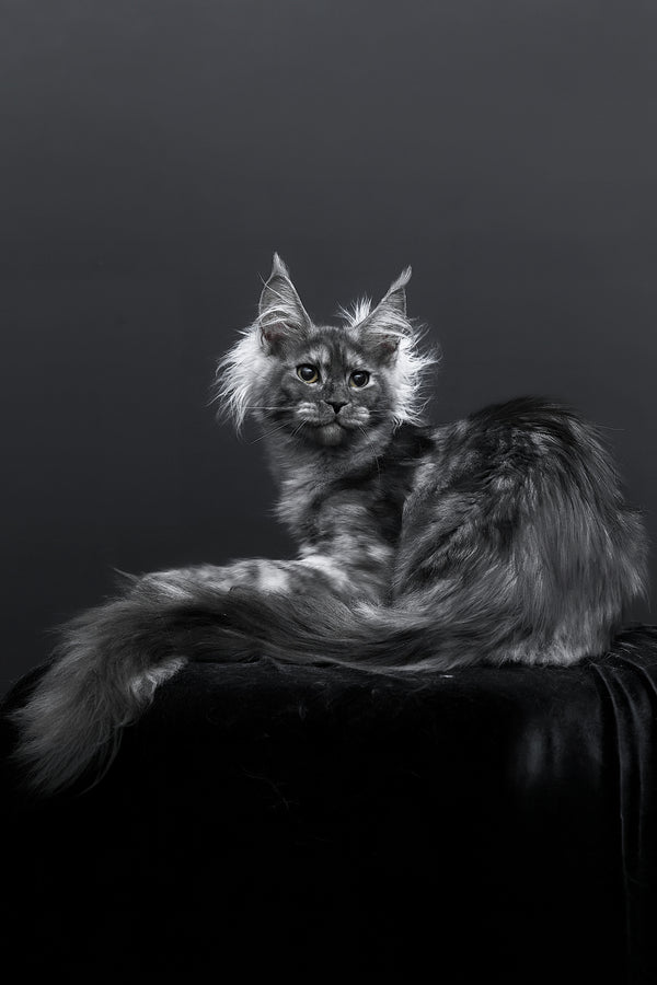 Sabrina | Maine Coon Kitten