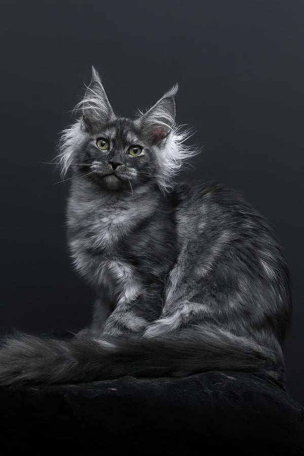 Sabrina | Maine Coon Kitten
