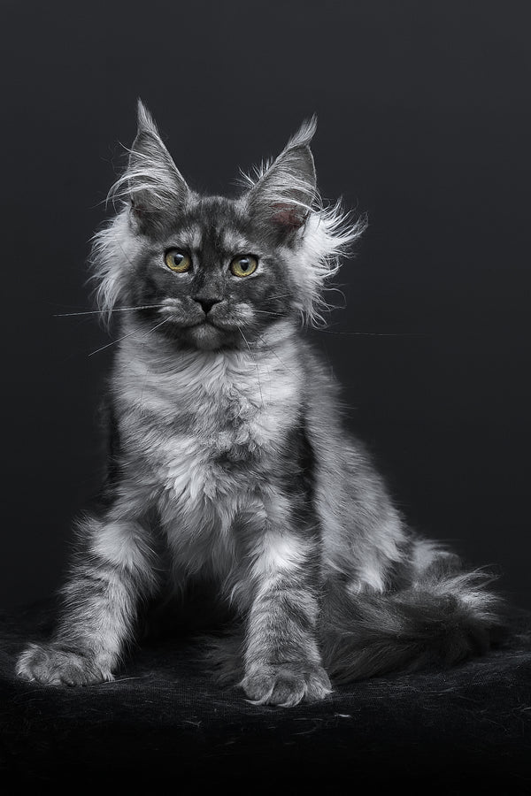 Sabrina | Maine Coon Kitten