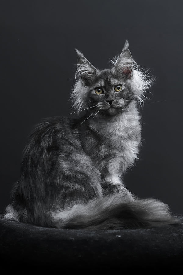 Sabrina | Maine Coon Kitten