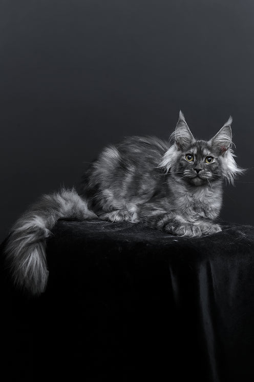Sabrina | Maine Coon Kitten