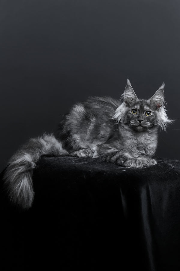 Sabrina | Maine Coon Kitten