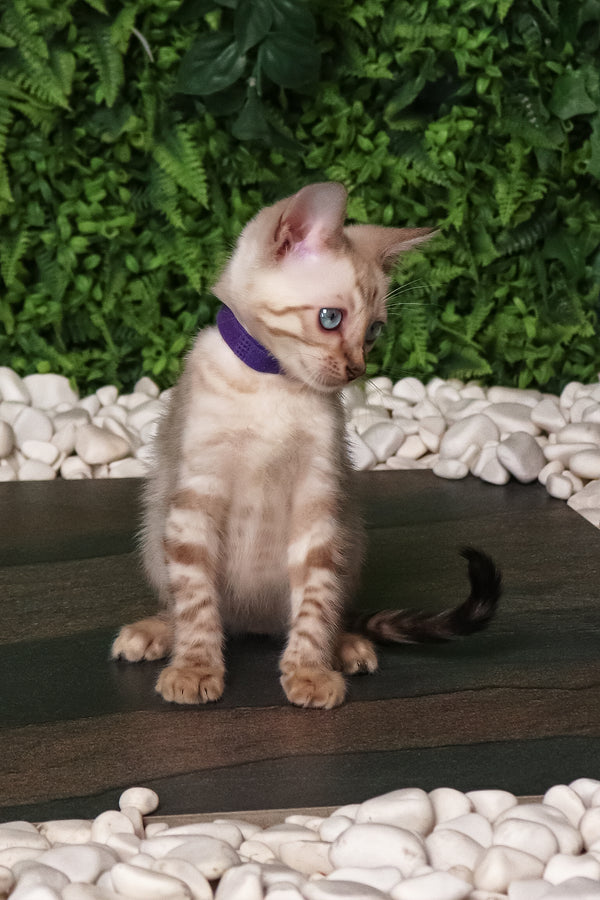 Sam | Bengal Kitten