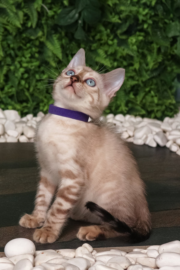Sam | Bengal Kitten