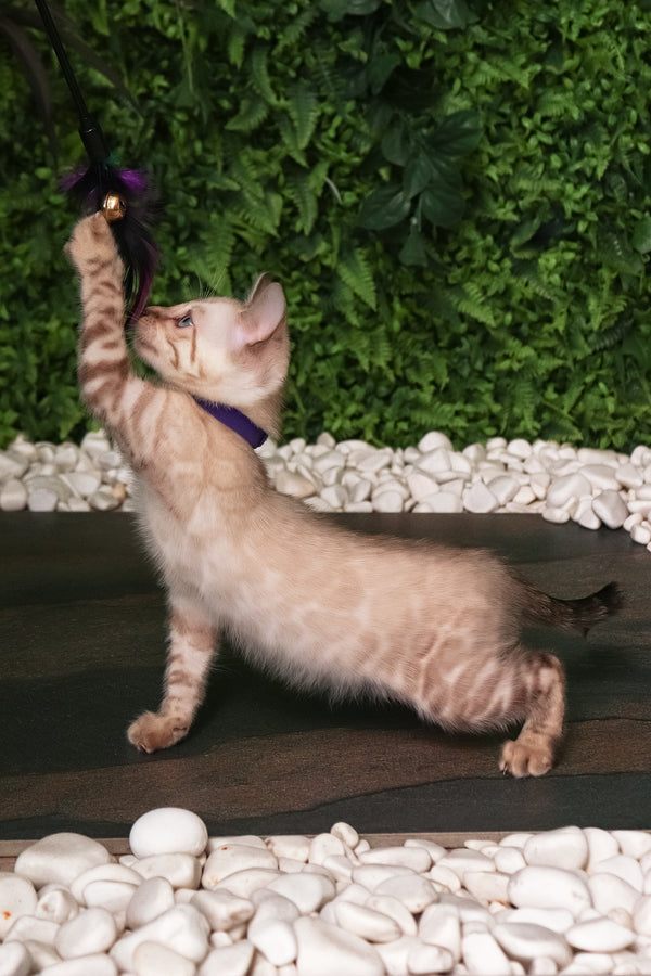 Sam | Bengal Kitten