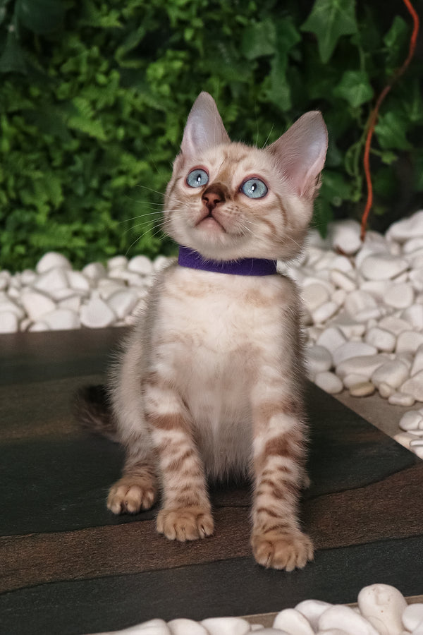 Sam | Bengal Kitten