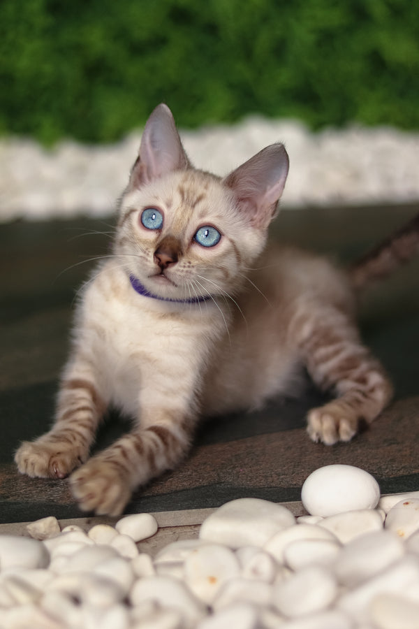 Sam | Bengal Kitten