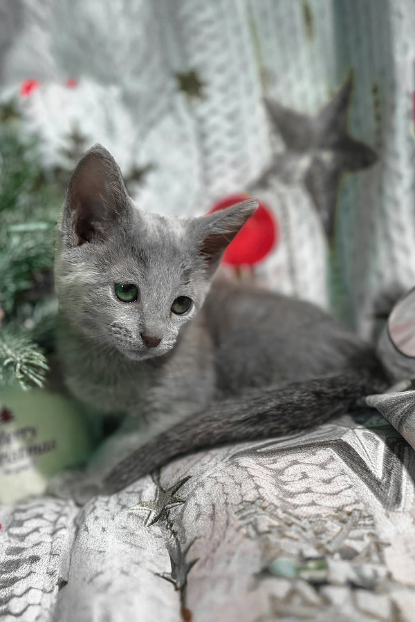 Samana | Russian Blue Kitten