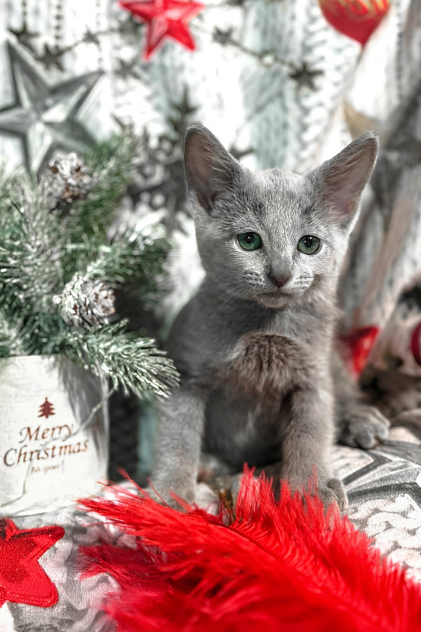 Samana | Russian Blue Kitten