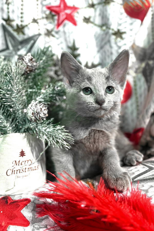 Samana | Russian Blue Kitten