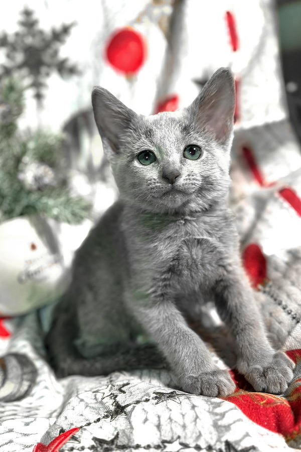 Samana | Russian Blue Kitten