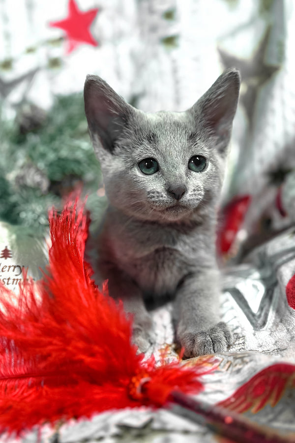 Samana | Russian Blue Kitten