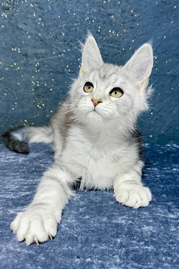 Samuel | Maine Coon Kitten