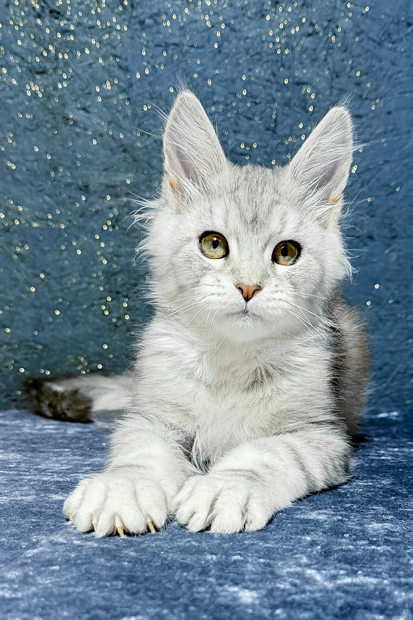 Samuel | Maine Coon Kitten
