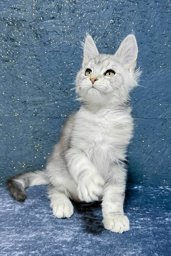 Samuel | Maine Coon Kitten