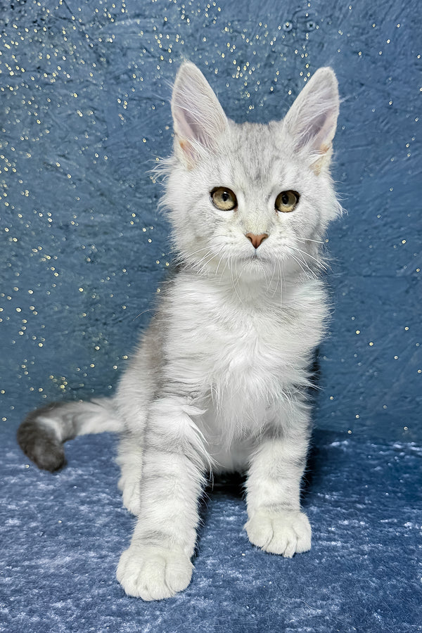 Samuel | Maine Coon Kitten