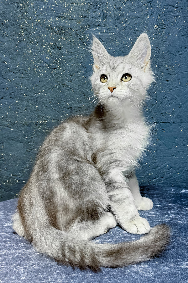 Samuel | Maine Coon Kitten