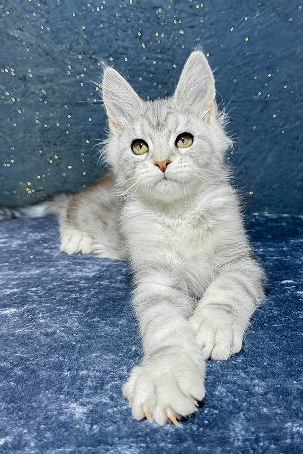 Samuel | Maine Coon Kitten