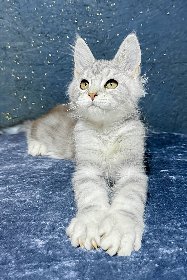 Samuel | Maine Coon Kitten