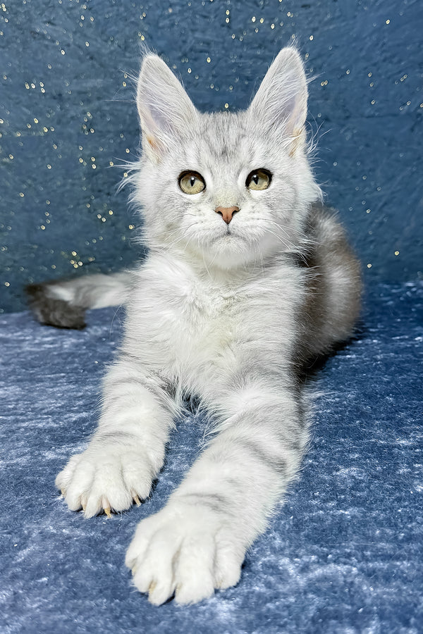 Samuel | Maine Coon Kitten