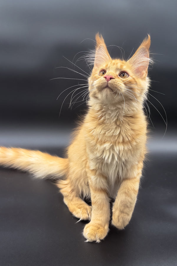 Sandra | Maine Coon Kitten