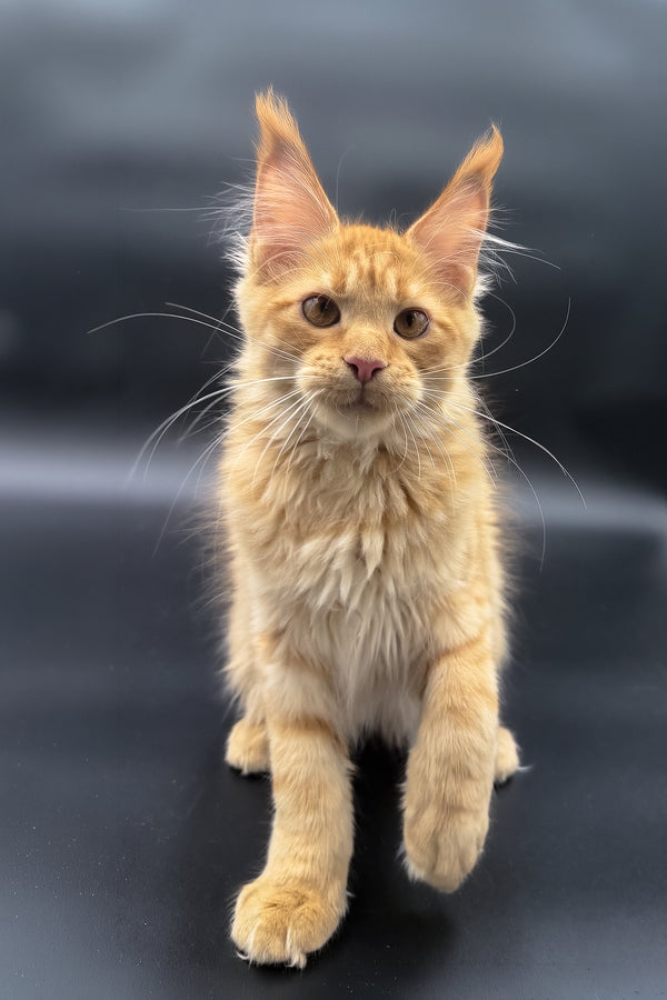 Sandra | Maine Coon Kitten