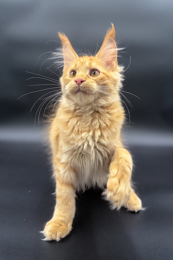 Sandra | Maine Coon Kitten