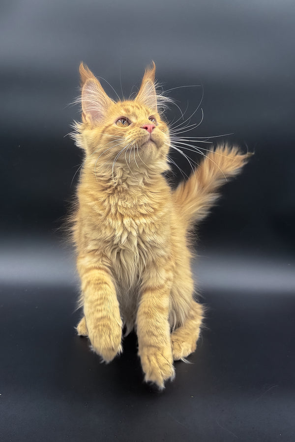 Sandra | Maine Coon Kitten