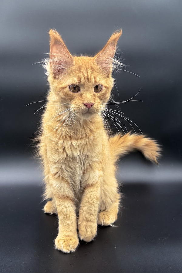 Sandra | Maine Coon Kitten