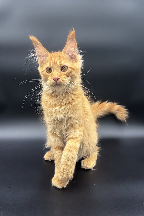 Sandra | Maine Coon Kitten