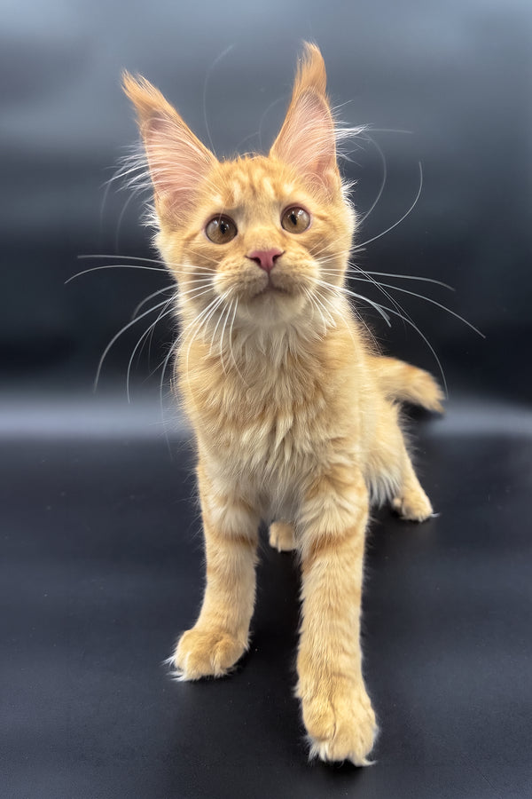 Sandra | Maine Coon Kitten